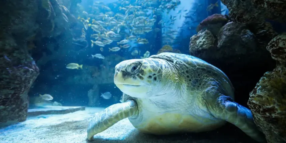New England Aquarium