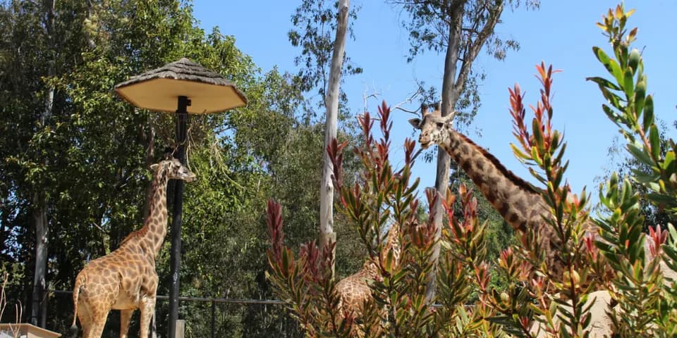 San Diego Zoo